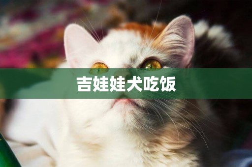 吉娃娃犬吃飯