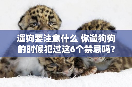 遛狗要注意什么 你遛狗狗的時候犯過這6個禁忌嗎？