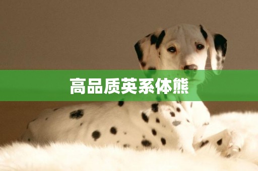 高品質英系體熊