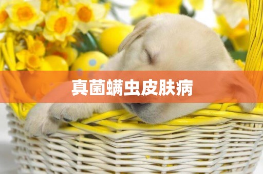 真菌螨蟲皮膚病