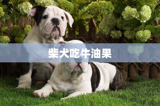 柴犬吃牛油果