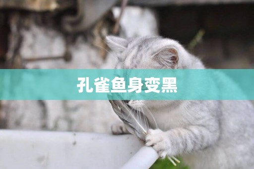 孔雀魚身變黑
