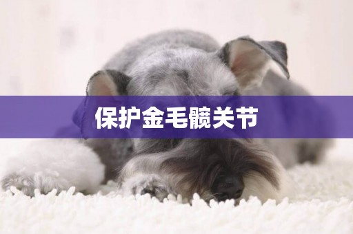 保護金毛髖關節
