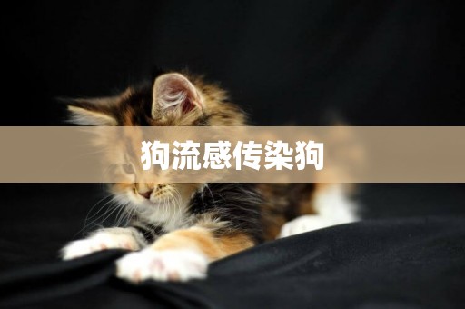 狗流感傳染狗
