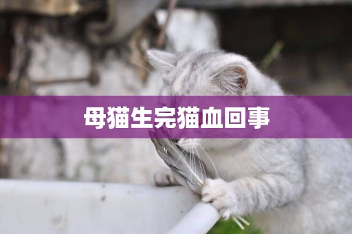 母貓生完貓血回事