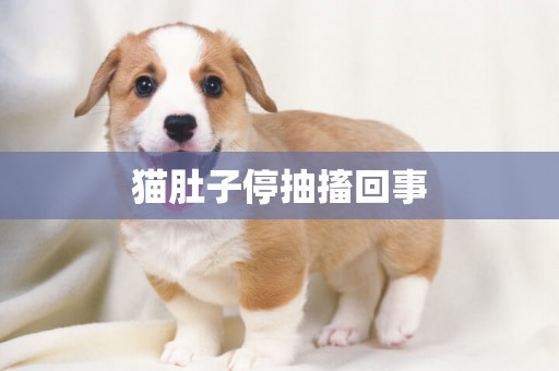 貓肚子停抽搐回事