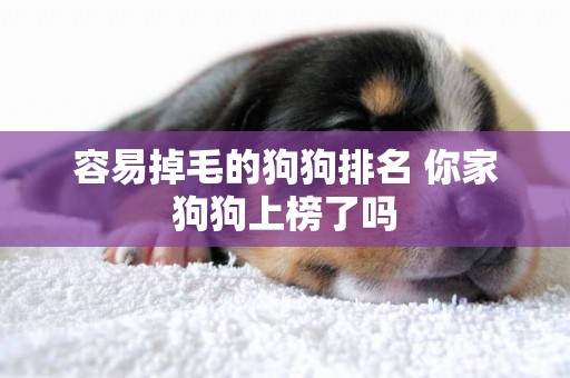 容易掉毛的狗狗排名 你家狗狗上榜了嗎 容易掉毛的狗狗排名 你家狗狗上榜了嗎