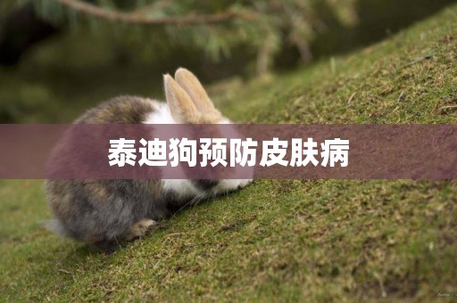 泰迪狗預防皮膚病