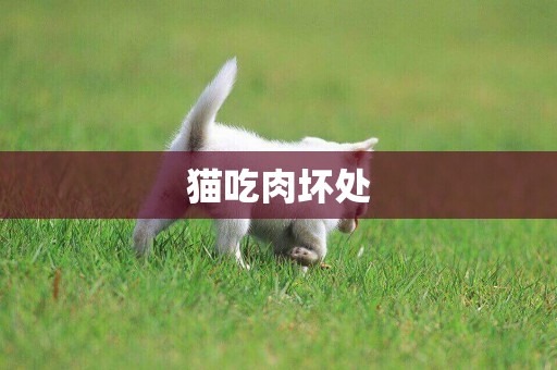 貓吃肉壞處