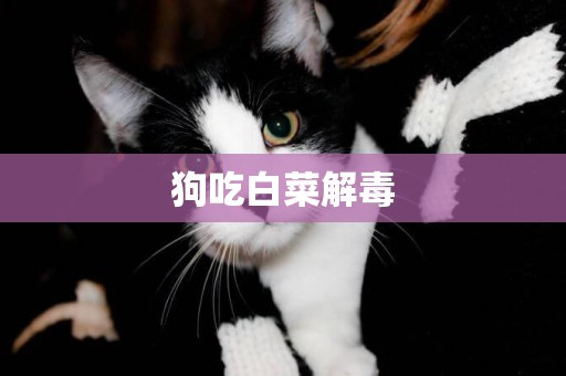 狗吃白菜解毒