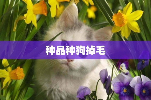 種品種狗掉毛