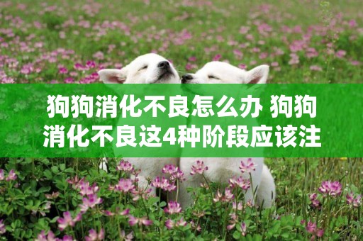 狗狗消化不良怎么辦 狗狗消化不良這4種階段應該注意了