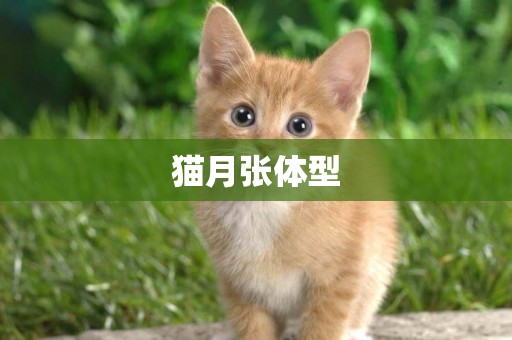 貓月張體型