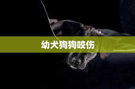 幼犬狗狗咬傷