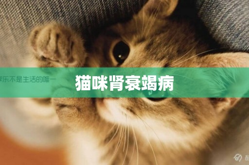 貓咪腎衰竭病