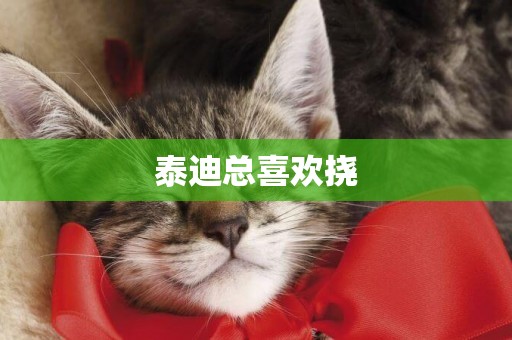 泰迪總喜歡撓