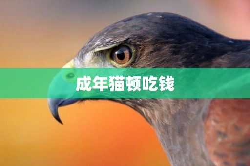 成年貓頓吃錢