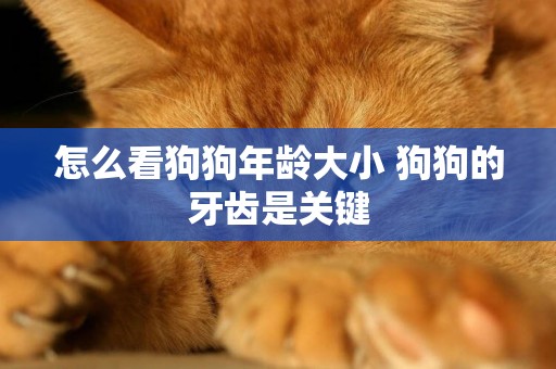 怎么看狗狗年齡大小 狗狗的牙齒是關鍵