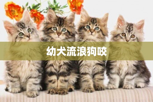 幼犬流浪狗咬