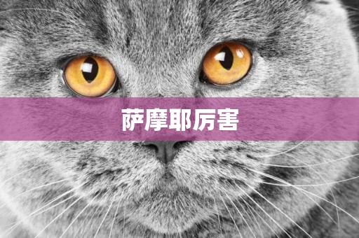 薩摩耶厲害