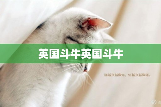 英國斗牛英國斗牛