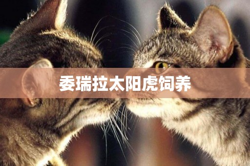 委瑞拉太陽虎飼養