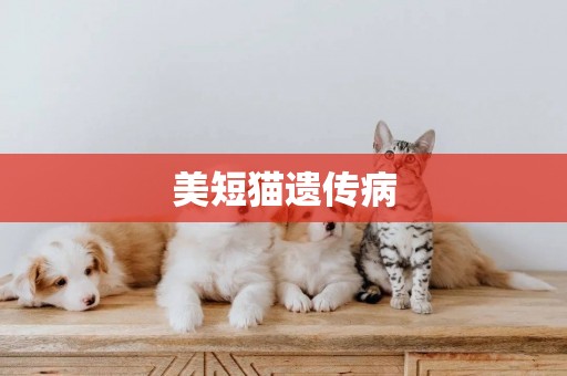 美短貓遺傳病