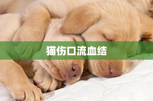 貓傷口流血結