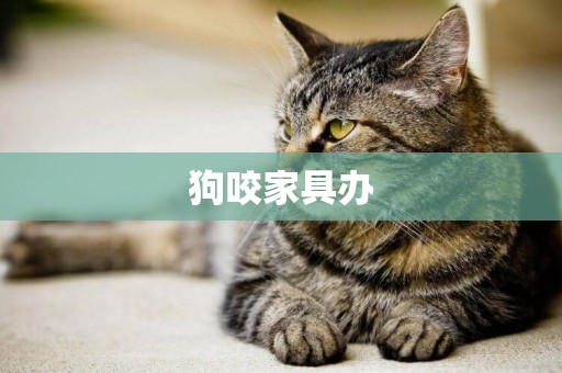 狗咬家具辦