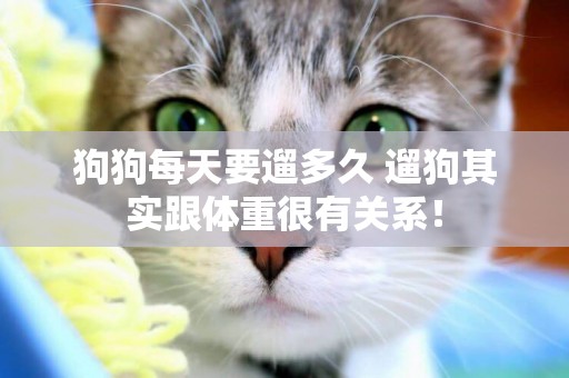狗狗每天要遛多久 遛狗其實跟體重很有關系！