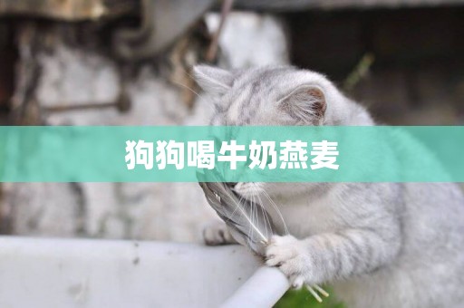 狗狗喝牛奶燕麥