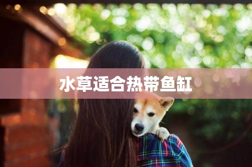 水草適合熱帶魚缸