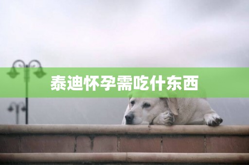 泰迪懷孕需吃什東西