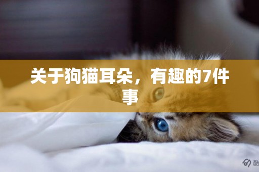 關于狗貓耳朵，有趣的7件事