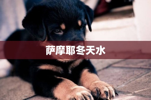 薩摩耶冬天水