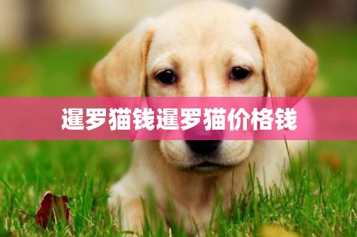 暹羅貓錢暹羅貓價格錢