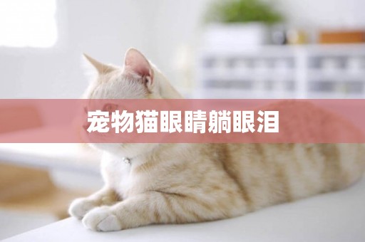 寵物貓眼睛躺眼淚