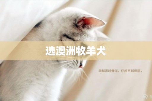 選澳洲牧羊犬