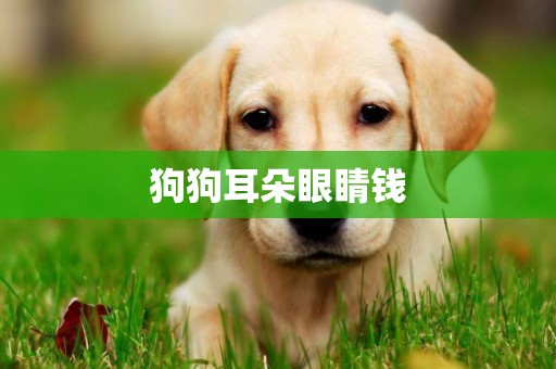狗狗耳朵眼睛錢