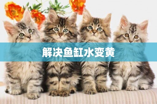 解決魚缸水變黃