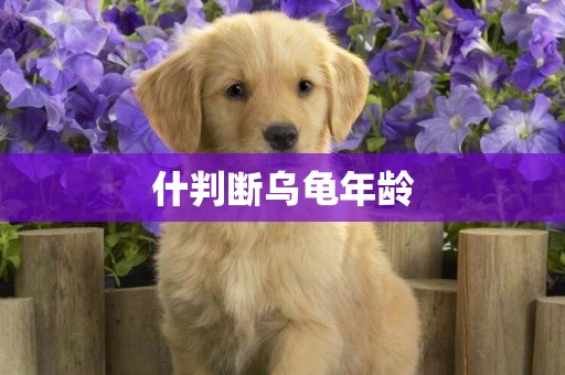 什判斷烏龜年齡