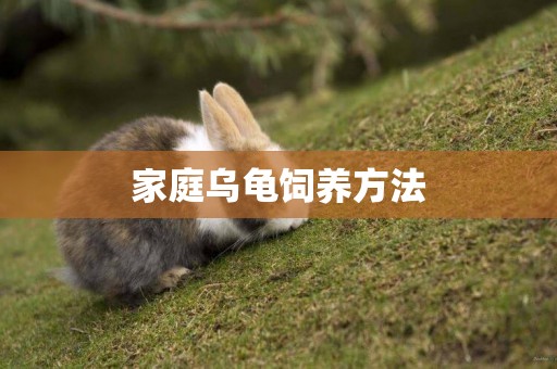 家庭烏龜飼養方法