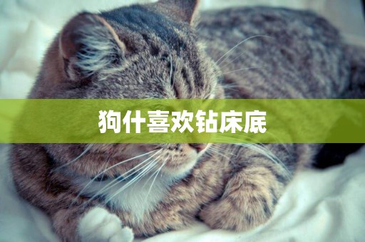 狗什喜歡鉆床底