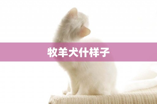 牧羊犬什樣子