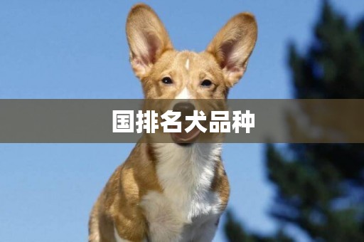 國排名犬品種
