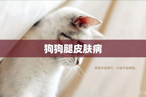 狗狗腿皮膚病