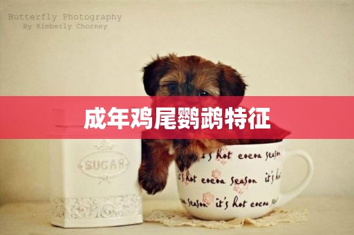 成年雞尾鸚鵡特征