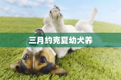 三月約克夏幼犬養
