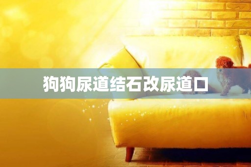 狗狗尿道結石改尿道口