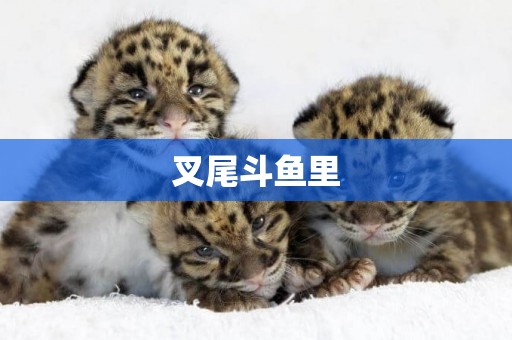 叉尾斗魚里